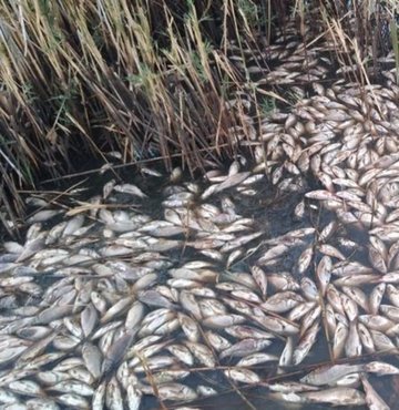 Son dönemde akarsu ve göllerde görülen balık ölümlerine bir yenisi Kırşehir